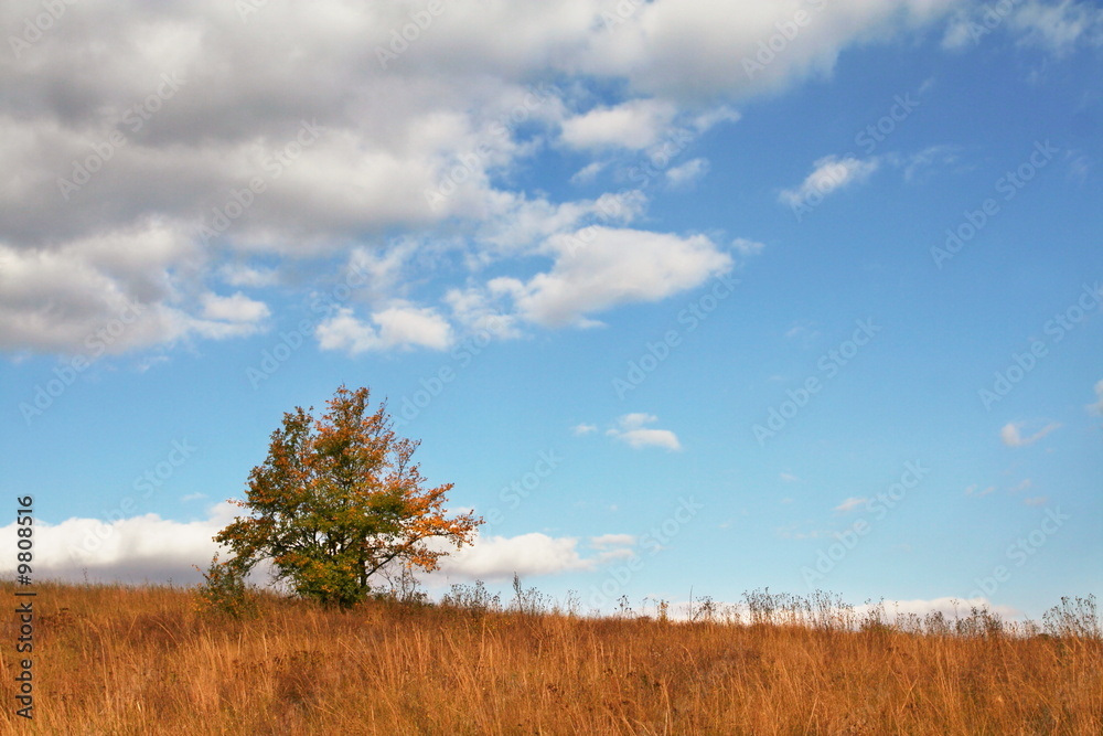 Fototapeta premium Alone tree