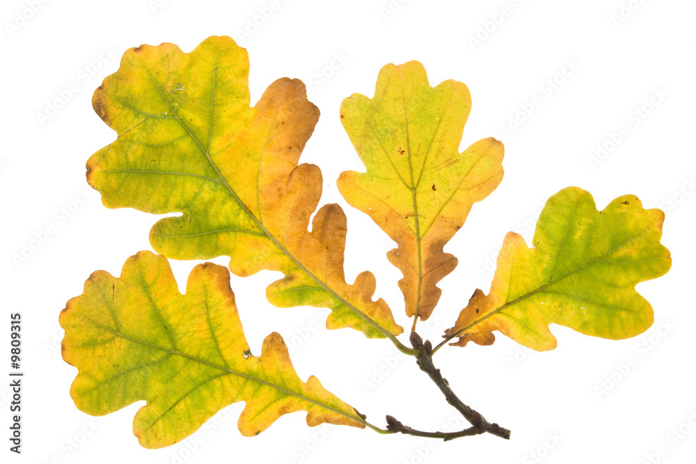 Fototapeta premium Autumn leaves on a white background. Close-up.