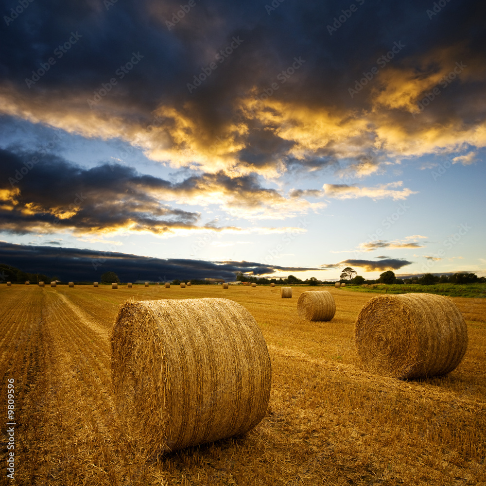 Amazing Golden Hay Bales in a perfect sunset