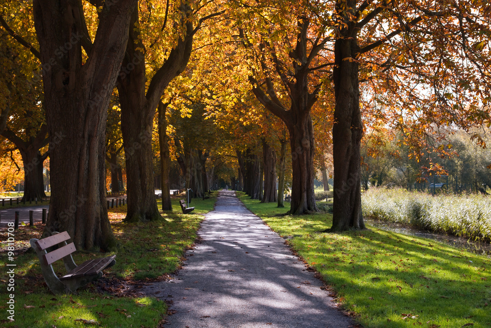 Fototapeta premium autumn colors in the forest