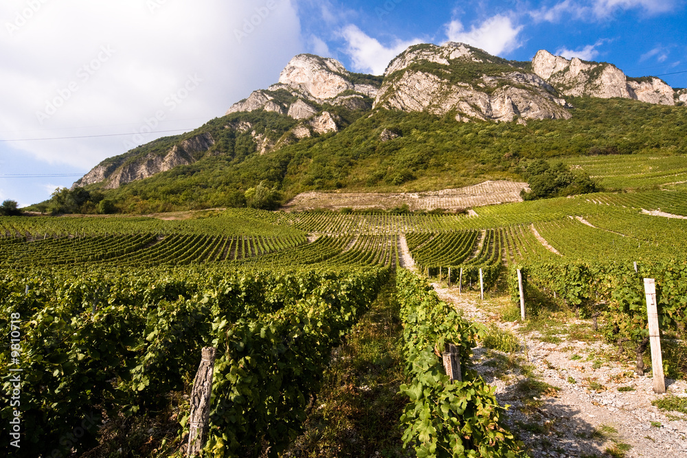 Vignes à Chignin en Savoie