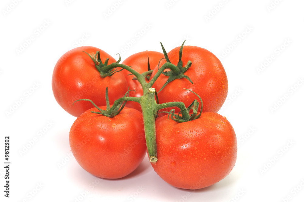 Tomatoes on vine isolated on white background. Tomatoes on vine isolated on white background.