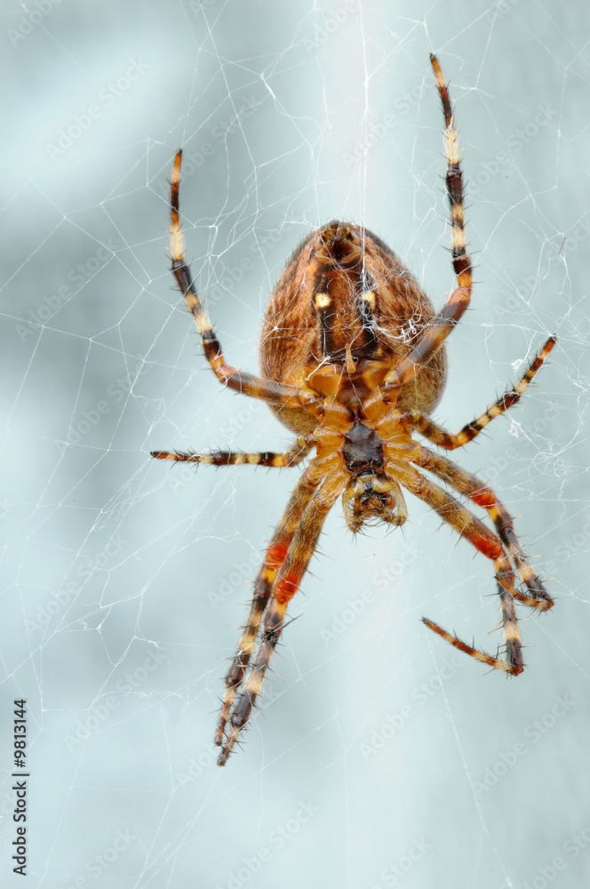 Spinne 3 Spinne 3