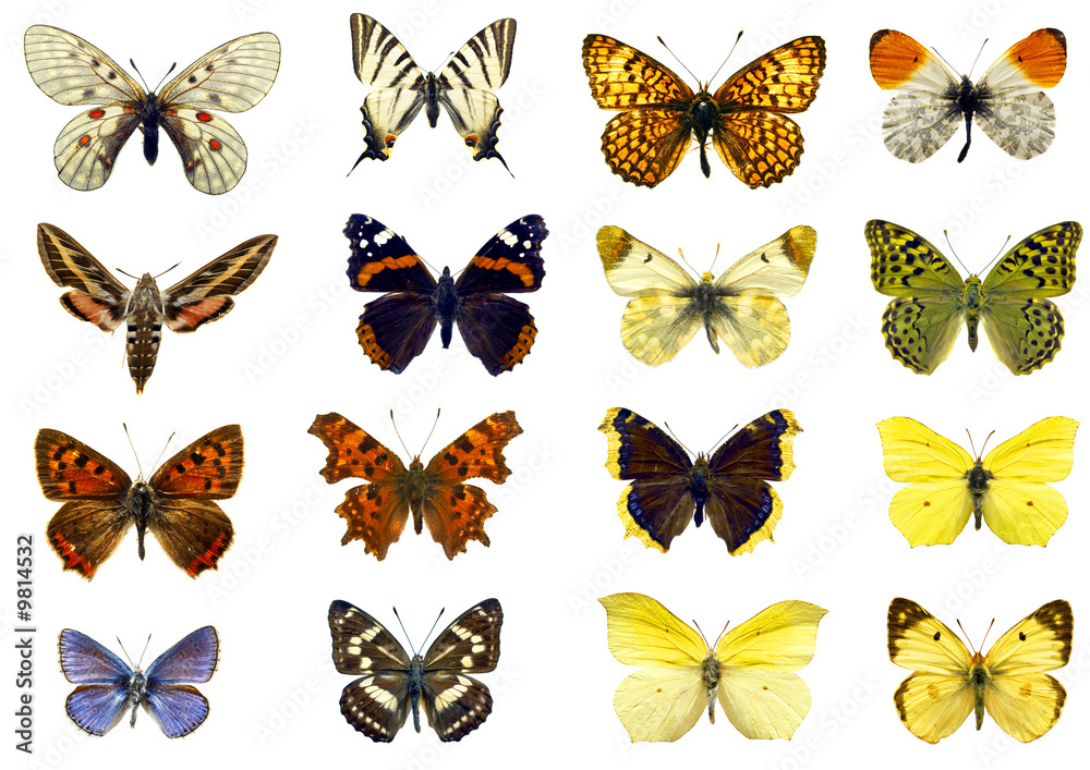 isolated butterflies isolated butterflies