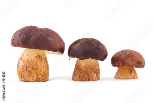 Three mushrooms placed on growth isolated on a white background
