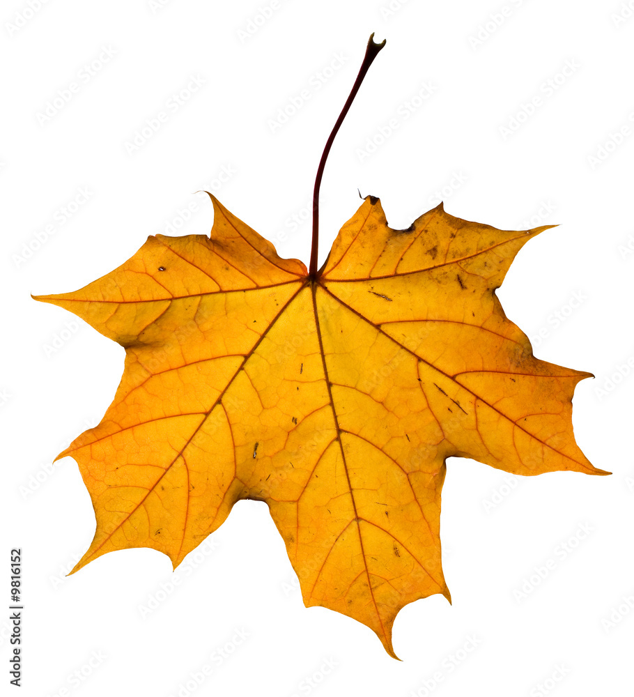 Obraz premium Maple leaf isolated on white. Clipping path included