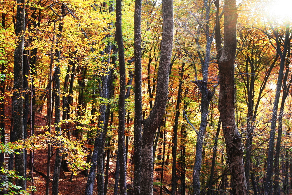 Fototapeta premium Autumn scene