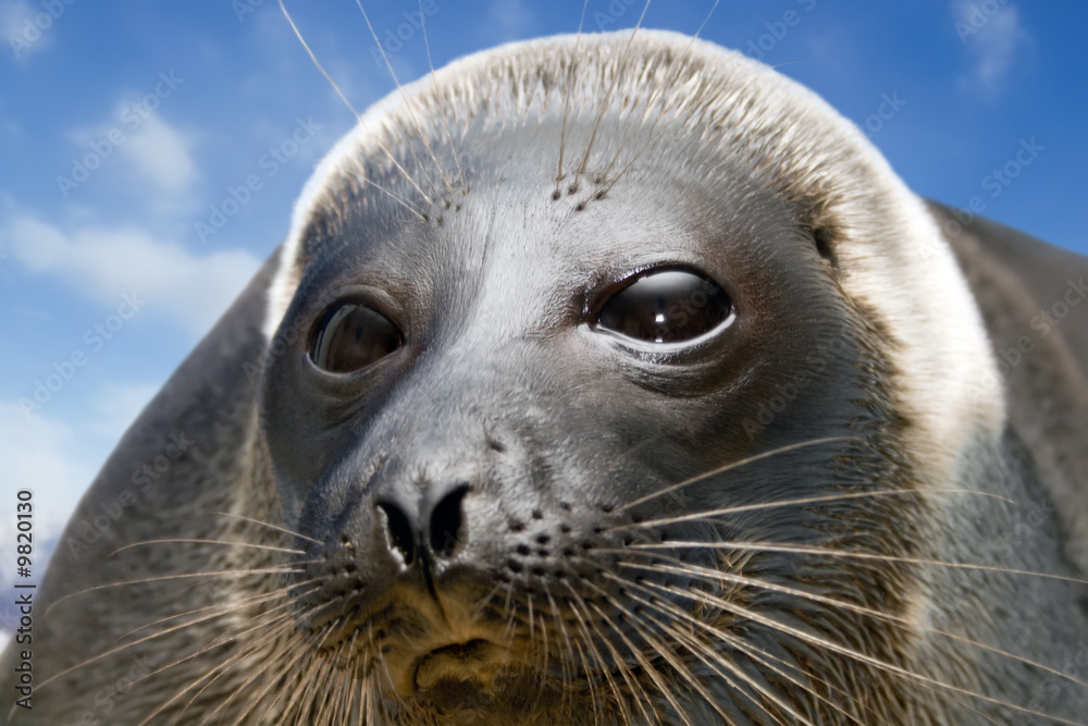 Obraz premium The Baikal seal