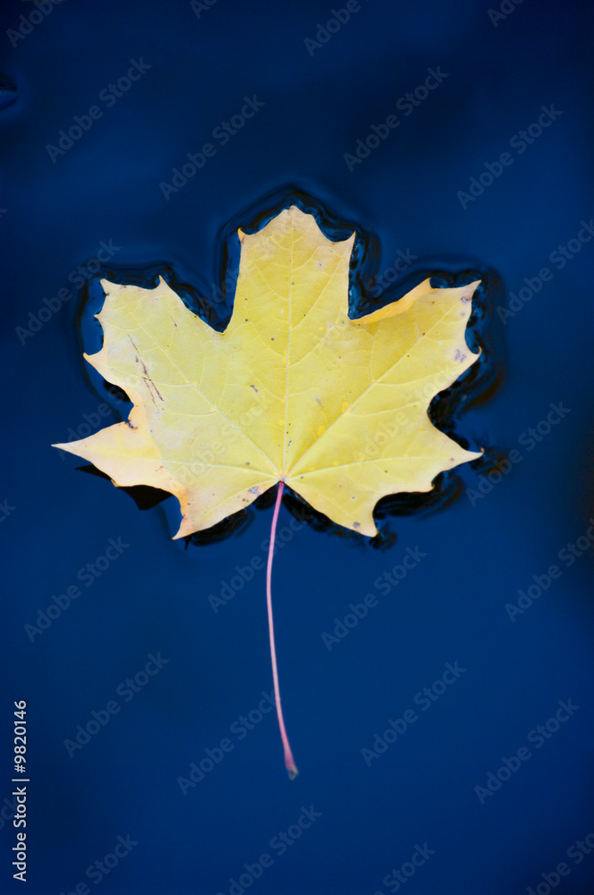 Fototapeta premium leaf