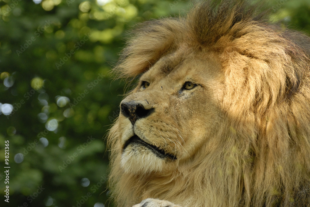 Fototapeta premium Lion