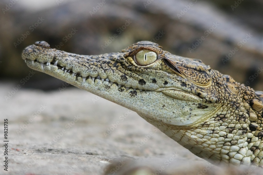 Young crocodile with it's head lifted up Young crocodile with it's head lifted up