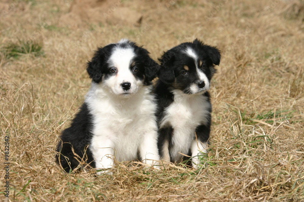 chiot duo berger australien assis sagement chiot duo berger australien assis sagement