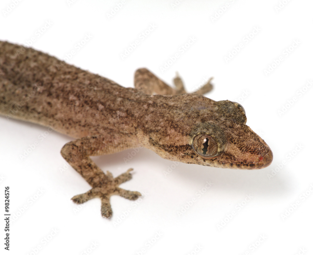 Naklejka premium Gecko on white