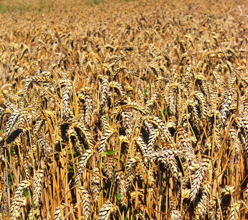 Ein Getreidefeld vor der Ernte