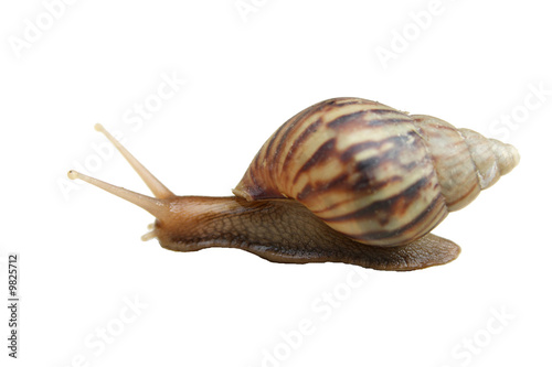 Snail isolate white background