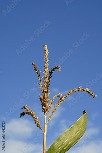 The top of a corn plant nearing harvest time
