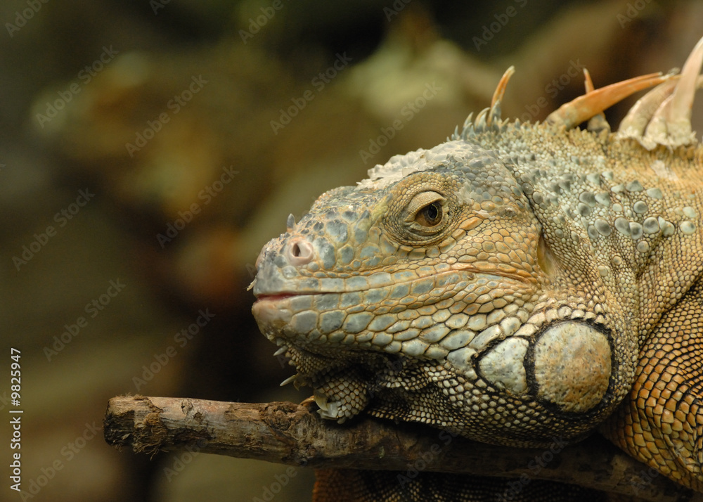 Obraz premium Cameleon sur une branche