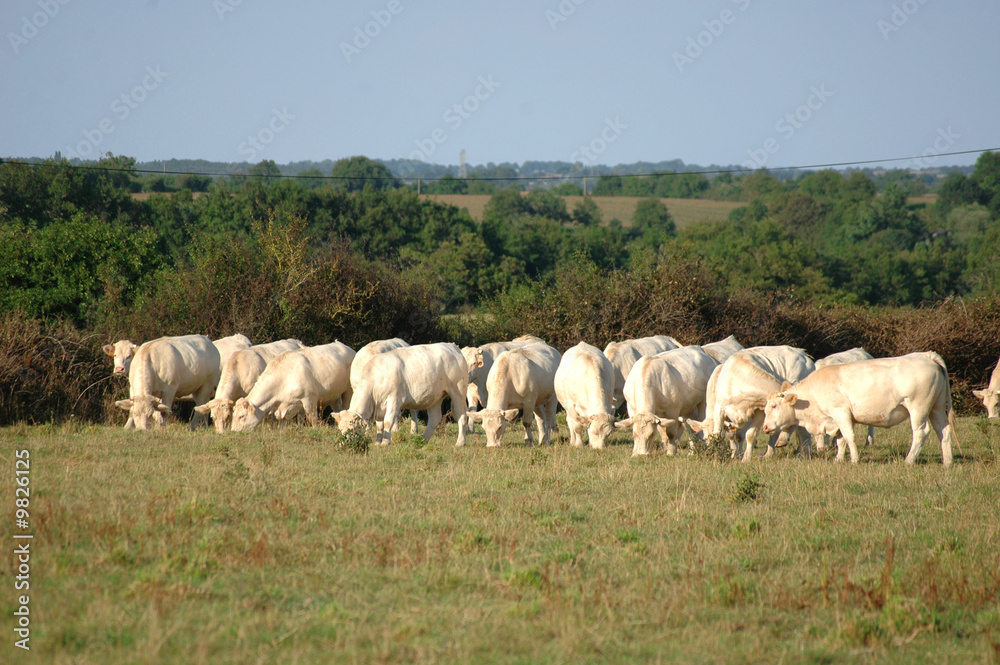 Vaches charolaises