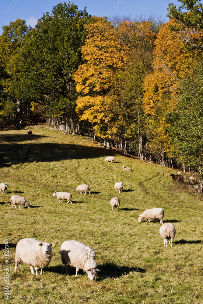 Obraz premium Sheep at the field