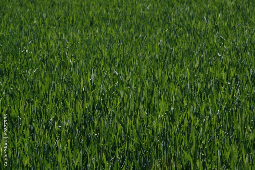 Obraz premium grünes Feld