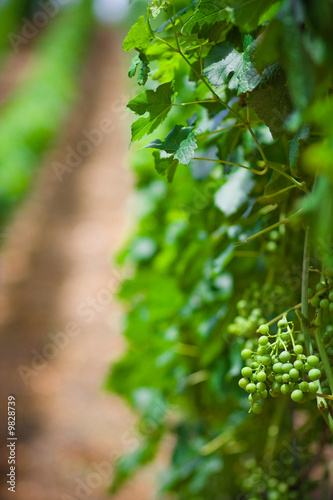 Vineyard rows in Germany