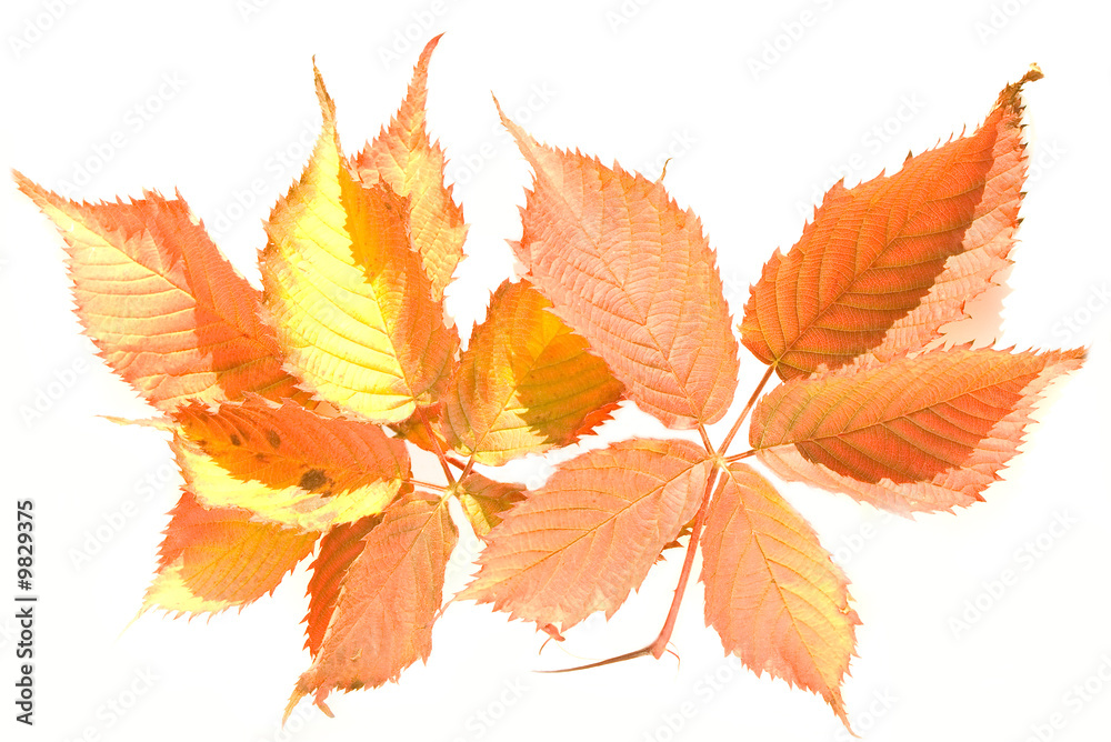 autumn leaves autumn leaves