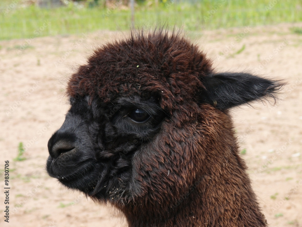 Fototapeta premium alpaka