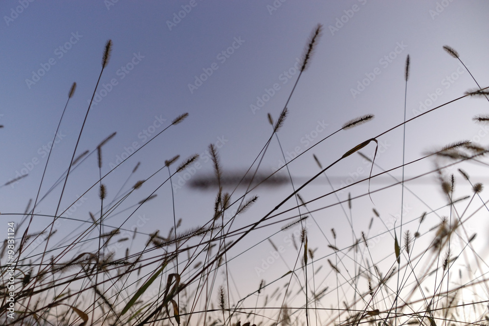 Obraz premium Kornähren