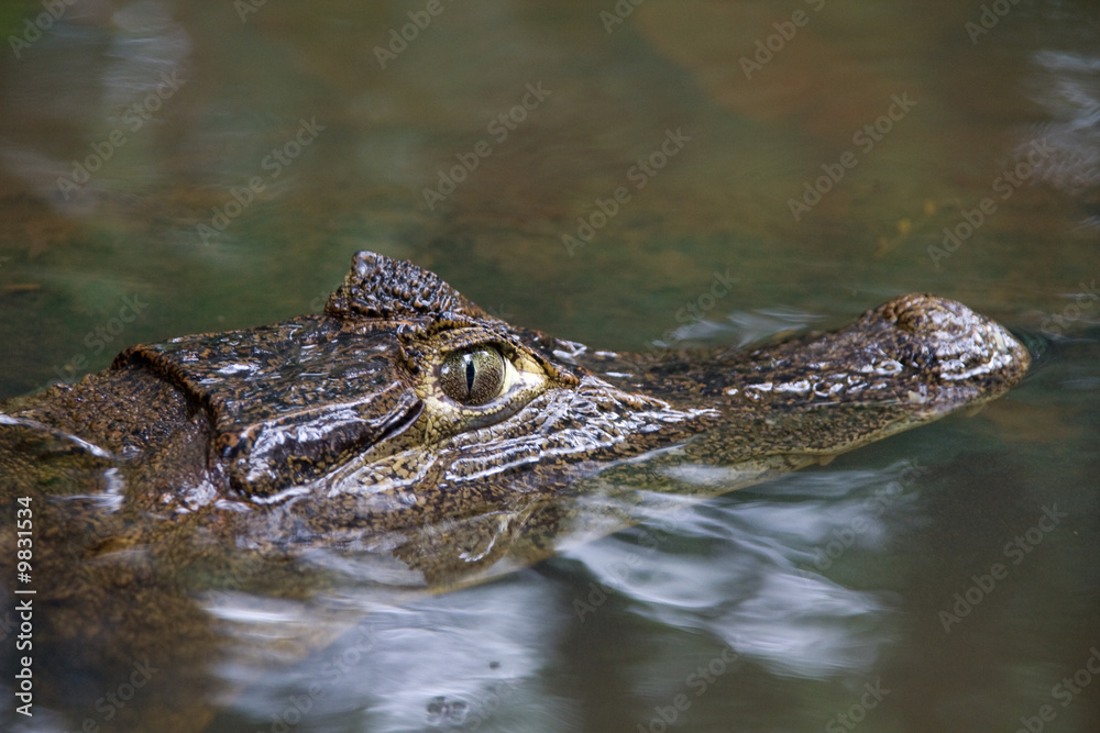 a dangerous kaiman just passing by a dangerous kaiman just passing by