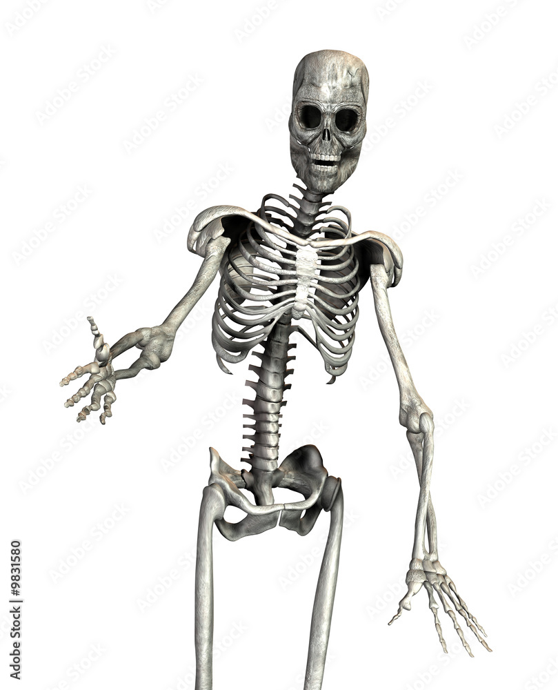 A illustration of a skeleton on a white background A illustration of a skeleton on a white background