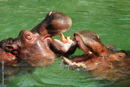 Two Hippopotamus playing with each other in the water