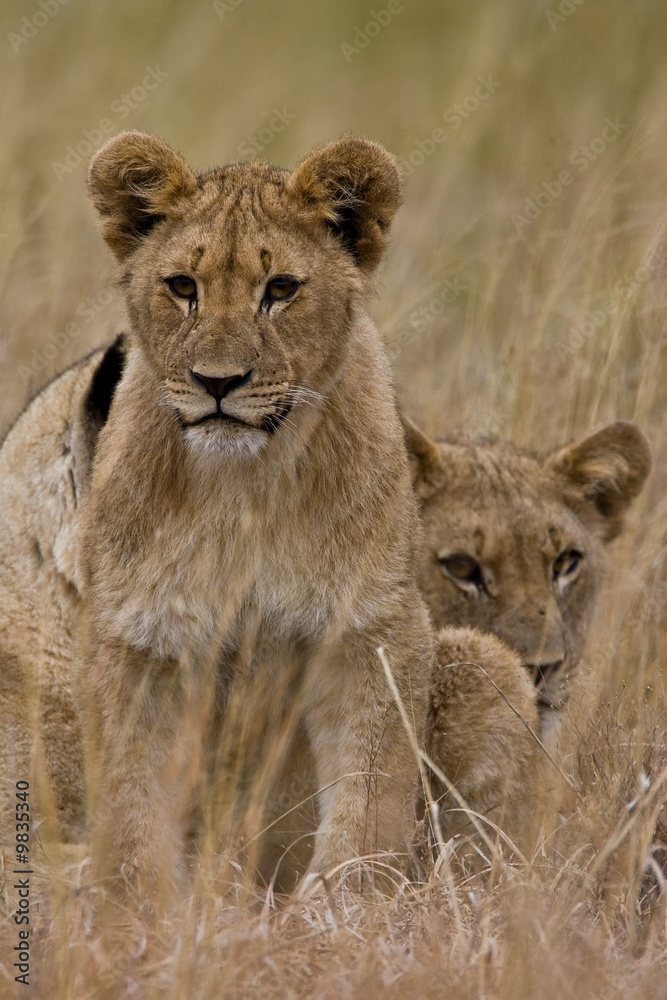 Family of African Lions looking very alert Family of African Lions looking very alert