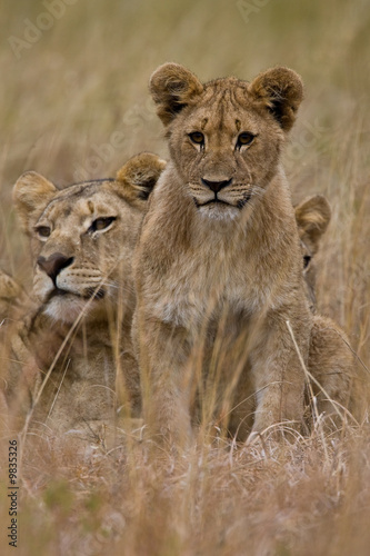 Family of African Lions looking very alert