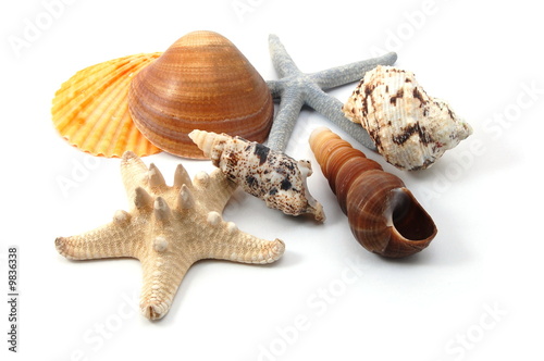 Some shells from the ocean isolated on white background