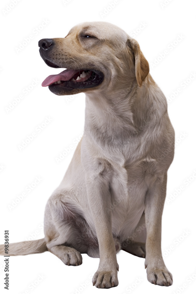 white caucasian sheep dog. Isolated on white white caucasian sheep dog. Isolated on white