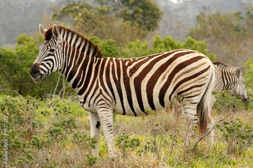 Handsome Burchell s zebra standing in the African bush