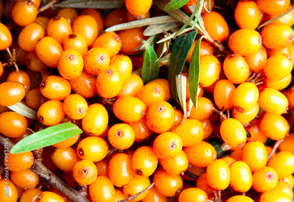 Sea-buckthorn close-up, may be used as background