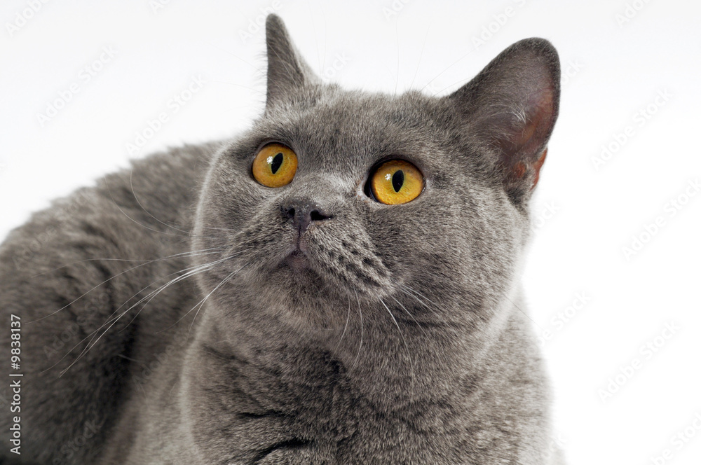 Dark gray cat posing on a white background