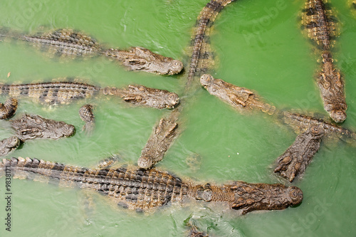 voracious crocodiles in water photo