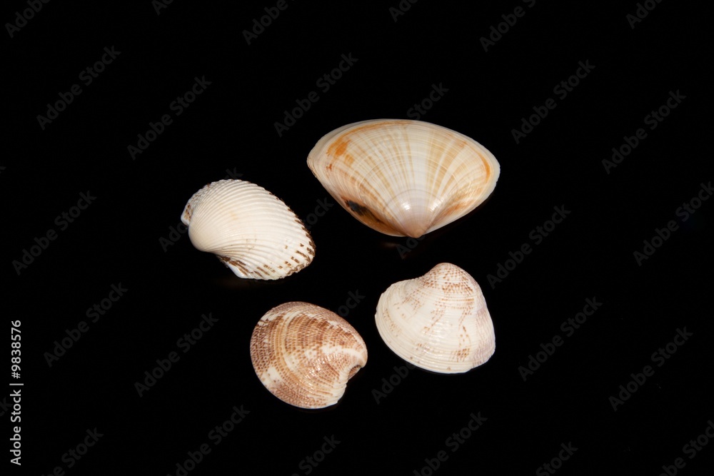Four sea unusual cockleshelles on a black background Four sea unusual cockleshelles on a black background