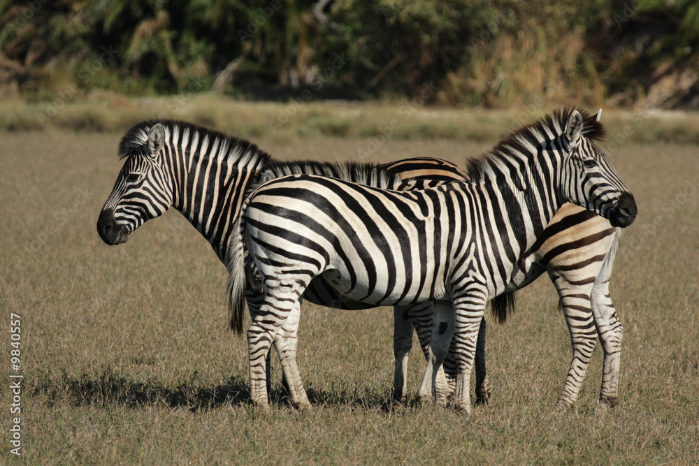Steppenzebras im Okavango Delta, Botswana Steppenzebras im Okavango Delta, Botswana