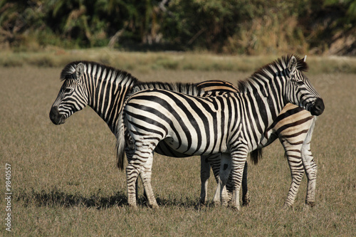 Steppenzebras im Okavango Delta, Botswana