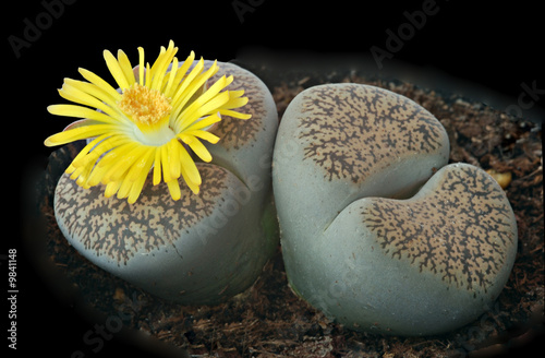 A flowering stone plant photo