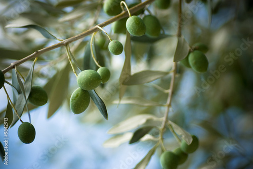 branche d' olives vertes en Provence ou Méditerranée