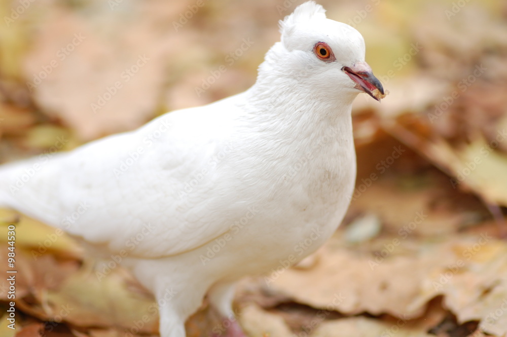 white dove with slice of bread in beak