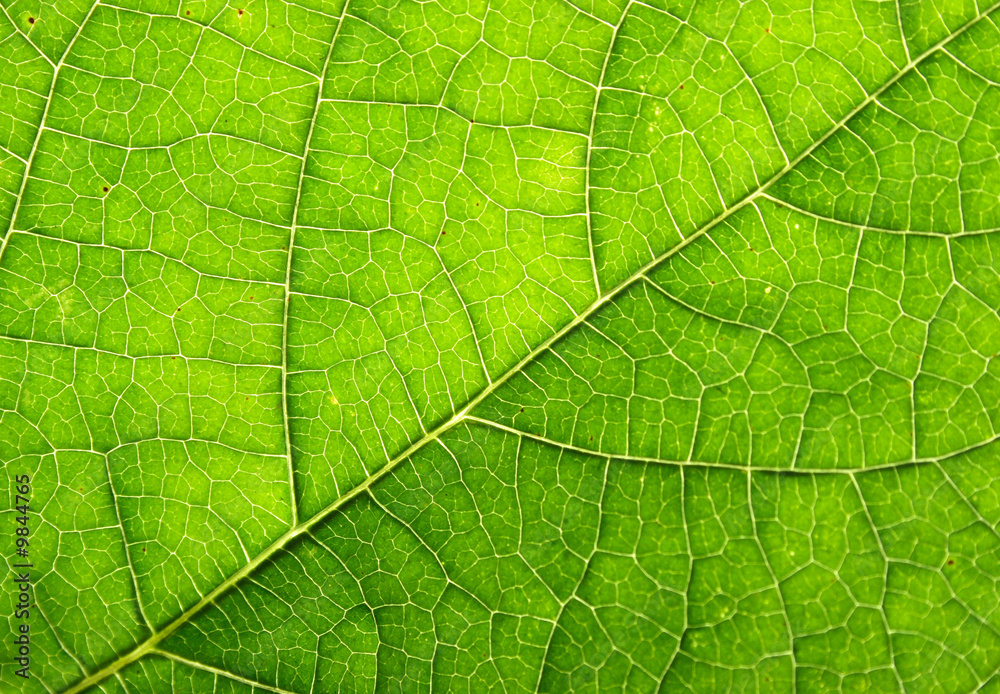 leaf structure as beautiful green background leaf structure as beautiful green background