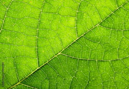 leaf structure as beautiful green background