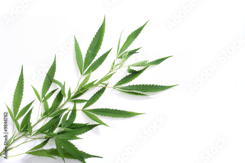leafs of marijuana on the white background