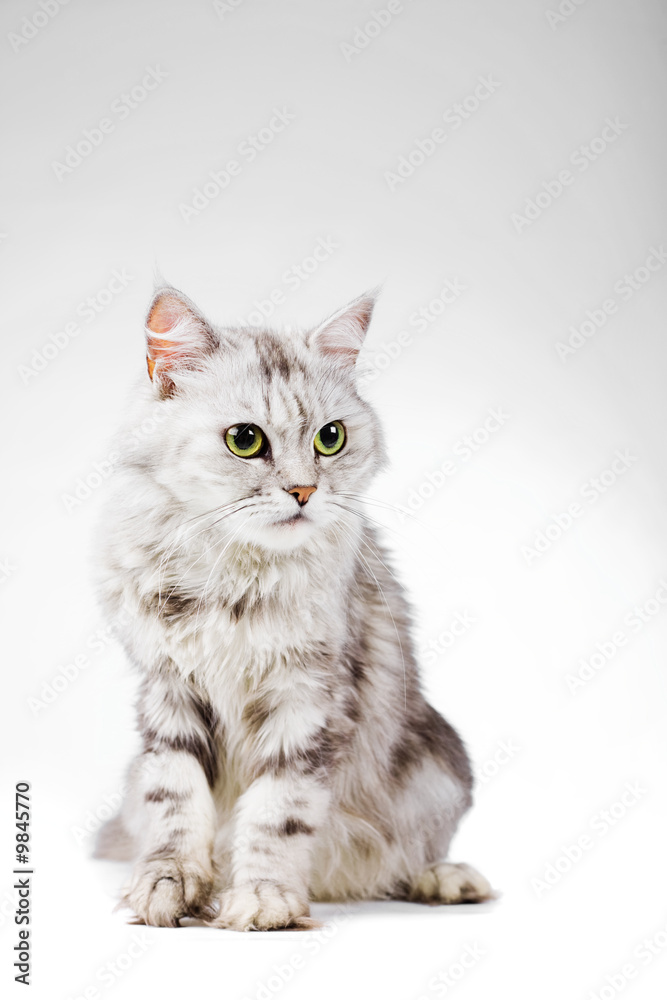 Gray fluffy cat on white background studio shot