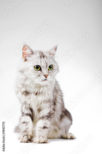 Gray fluffy cat on white background studio shot